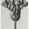 Grey Flower Canvastavla (30x40 cm)