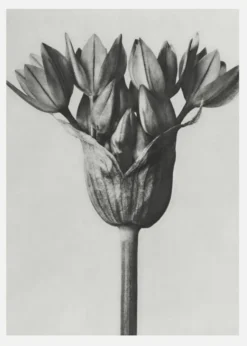 Grey Flower Canvastavla (30x40 cm)