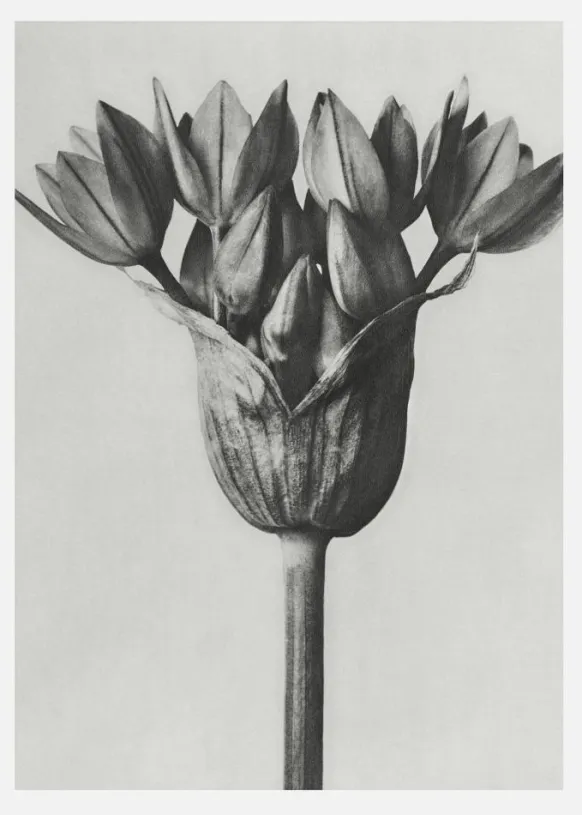 Grey Flower Canvastavla (30x40 cm)
