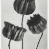 Grey Flower V Canvastavla (30x40 cm)