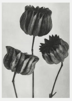Grey Flower V Canvastavla (30x40 cm)