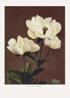 Habrdaceous Peony Canvastavla (30x40 cm)
