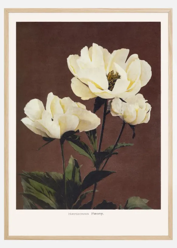 Habrdaceous Peony Poster (21x29.7 cm (A4))