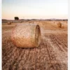 Hay Fields Canvastavla (30x40 cm)