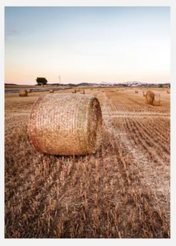 Hay Fields Canvastavla (30x40 cm)