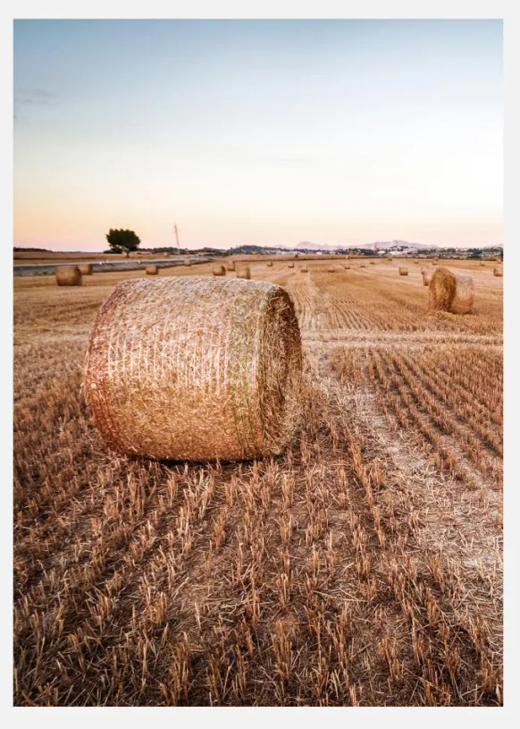 Hay Fields Canvastavla (30x40 cm)