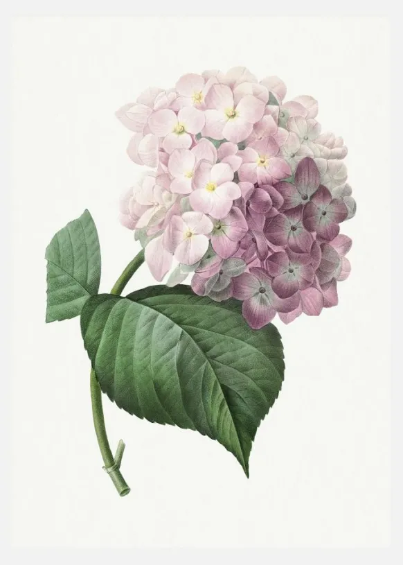 Hydrangea Macrophylla Canvastavla (30x40 cm)