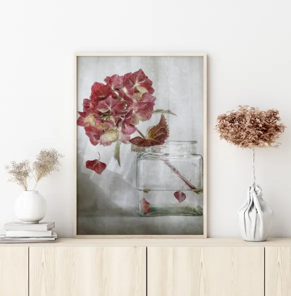 Hydrangea Poster (21x29.7 cm (A4))
