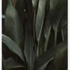 Jungle Canvastavla (30x40 cm)