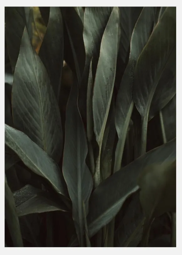 Jungle Canvastavla (30x40 cm)