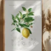 Lemon (citrus Limonium) Poster (21x29.7 cm (A4))