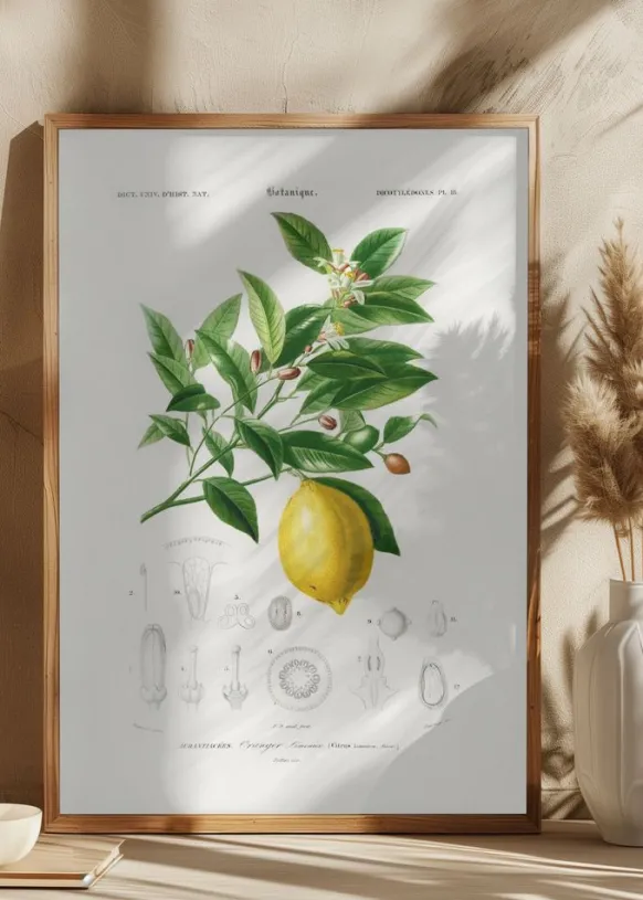 Lemon (citrus Limonium) Poster (21x29.7 cm (A4))