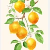 Limao II - Citrus Fruit Canvastavla (30x40 cm)