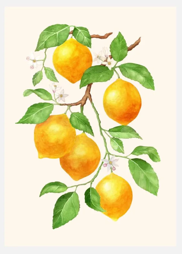 Limao II - Citrus Fruit Canvastavla (30x40 cm)