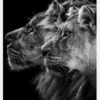 Lion And Lioness Portrait Canvastavla (30x40 cm)