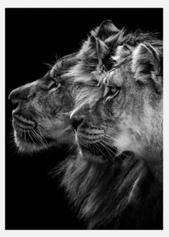 Lion And Lioness Portrait Canvastavla (30x40 cm)