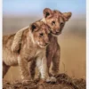 Lion Brothers For Life Canvastavla (30x40 cm)