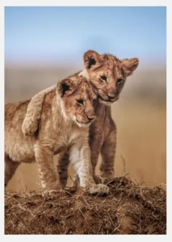 Lion Brothers For Life Canvastavla (30x40 cm)