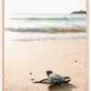 Little turtle on his way Poster (21x29.7 cm (A4))