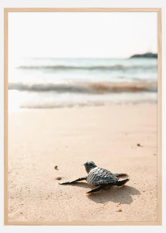Little turtle on his way Poster (21x29.7 cm (A4))