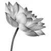 Lotus open Poster (21x29.7 cm (A4))