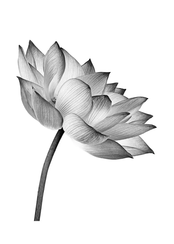 Lotus open Poster (21x29.7 cm (A4))