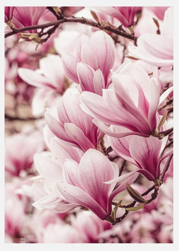 Magnolia Tree Canvastavla (30x40 cm)