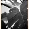 Monstera in Black and White ll Poster (21x29.7 cm (A4))