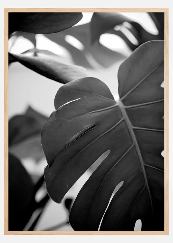 Monstera in Black and White ll Poster (21x29.7 cm (A4))