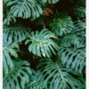Monstera Wall In Lisbon Canvastavla (30x40 cm)