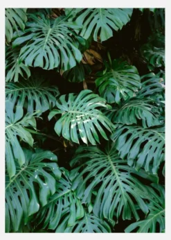 Monstera Wall In Lisbon Canvastavla (30x40 cm)