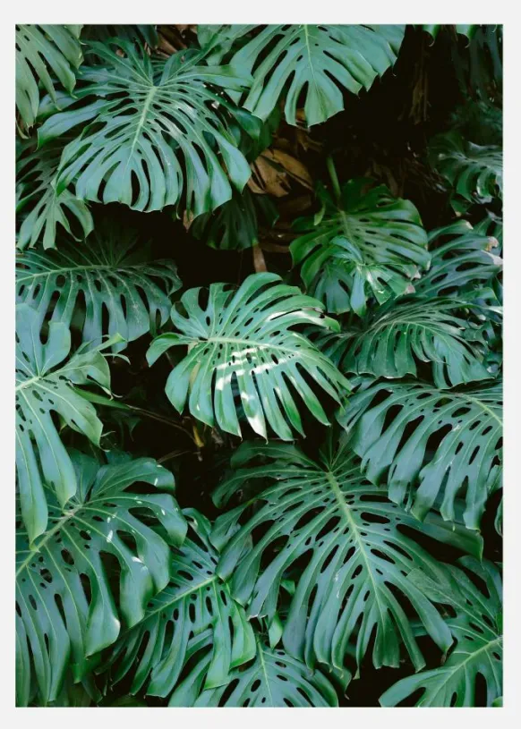 Monstera Wall In Lisbon Canvastavla (30x40 cm)