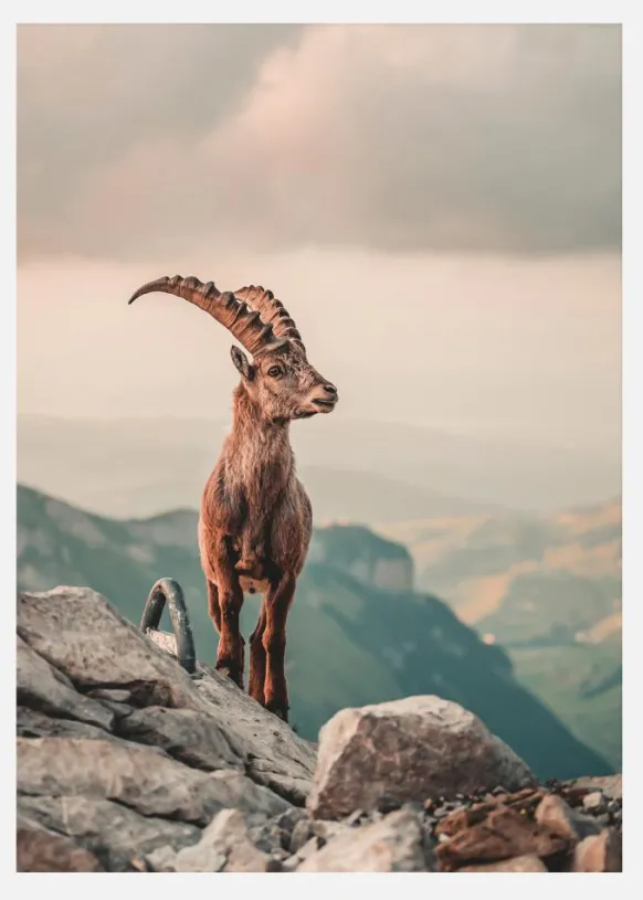 Mountain Goat Canvastavla (30x40 cm)