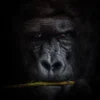 Mysterious gorilla Poster (21x29.7 cm (A4))