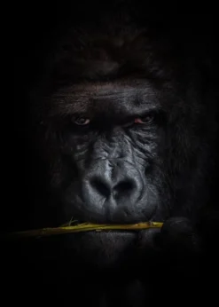 Mysterious gorilla Poster (21x29.7 cm (A4))