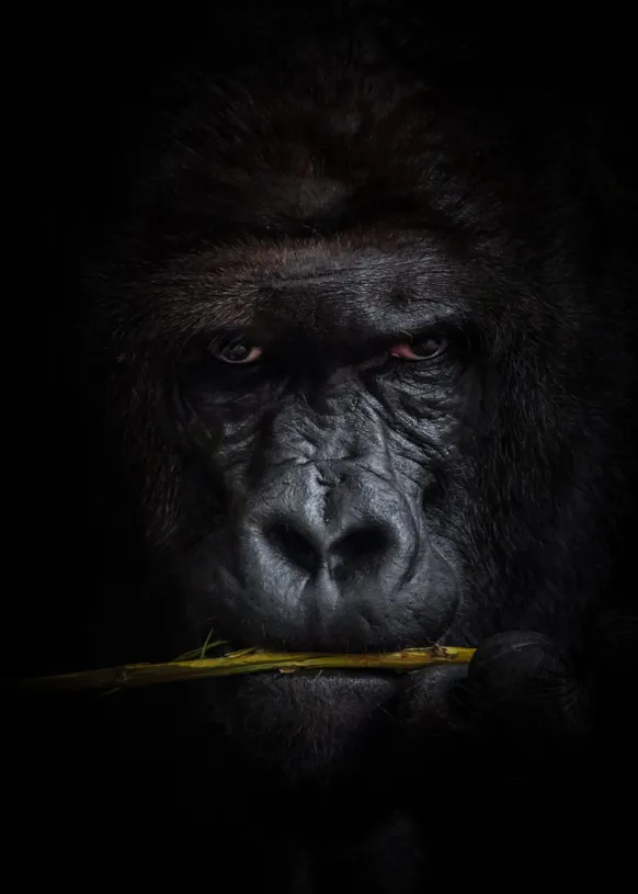 Mysterious gorilla Poster (21x29.7 cm (A4))