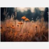 Orange Margarites Canvastavla (30x40 cm)