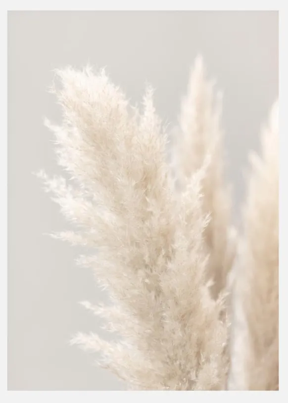 Pampas Grass IIIi Canvastavla (30x40 cm)