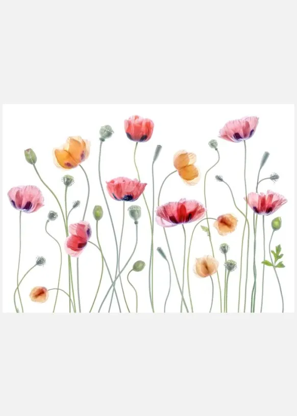 Papaver Party Canvastavla (30x40 cm)