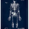 Patentritning - Anatomiskt Skelett I - Blå Canvastavla (30x40 cm)