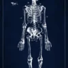 Patentritning - Anatomiskt skelett I - Blå Poster (21x29.7 cm (A4))