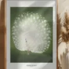 Peacock - Wide Poster (21x29.7 cm (A4))