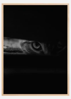 Peeking cat Poster (21x29.7 cm (A4))