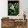 Peony Field Poster (21x29.7 cm (A4))