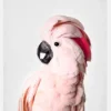 Pink Cockatoo Canvastavla (30x40 cm)