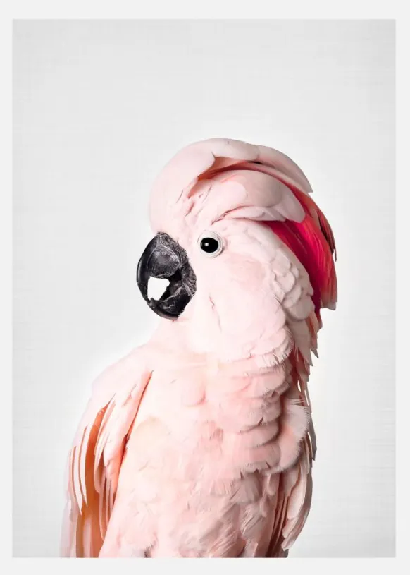 Pink Cockatoo Canvastavla (30x40 cm)