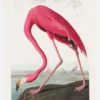 Pink Flamingo From Birds Of America (1827) Canvastavla (30x40 cm)