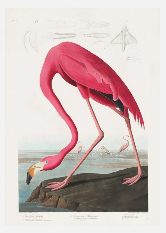 Pink Flamingo From Birds Of America (1827) Canvastavla (30x40 cm)