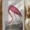 Pink Flamingo From Birds of America (1827) Poster (21x29.7 cm (A4))