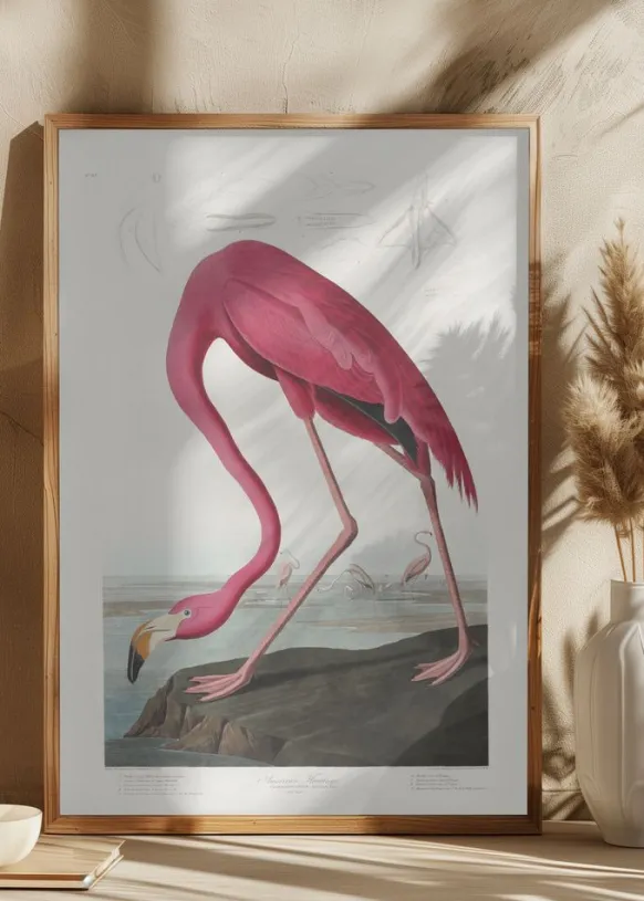 Pink Flamingo From Birds of America (1827) Poster (21x29.7 cm (A4))